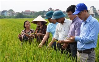 Mở hướng mới cho xuất khẩu gạo của Thủ đô