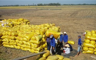 Xuất khẩu gạo tăng mạnh do được giá và nguồn cung nội địa lớn