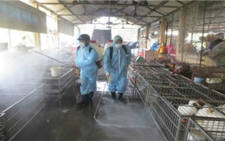 Giám sát chặt chẽ tình hình dịch cúm gia cầm tại cơ sở