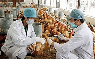 Tăng cường tuyên truyền phòng, chống dịch cúm A (H5N1)