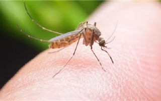 Rộ tin muỗi đốt làm lây nhiễm Covid-19, sự thật thế nào?