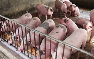 Hà Nội: 345 xã, phường, thị trấn đã qua 30 ngày không phát sinh bệnh dịch tả lợn