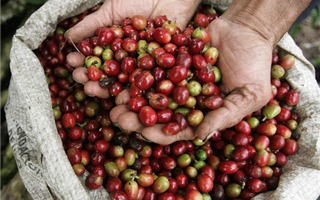 Giá cà phê hôm nay 14/2: Tăng giảm đan xen
