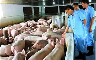 Hà Nội: Không phát sinh bệnh dịch tả lợn châu Phi