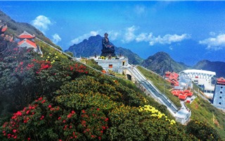 Ngỡ ngàng sắc hồng Anh đào kép phủ kín Fansipan tháng 4 